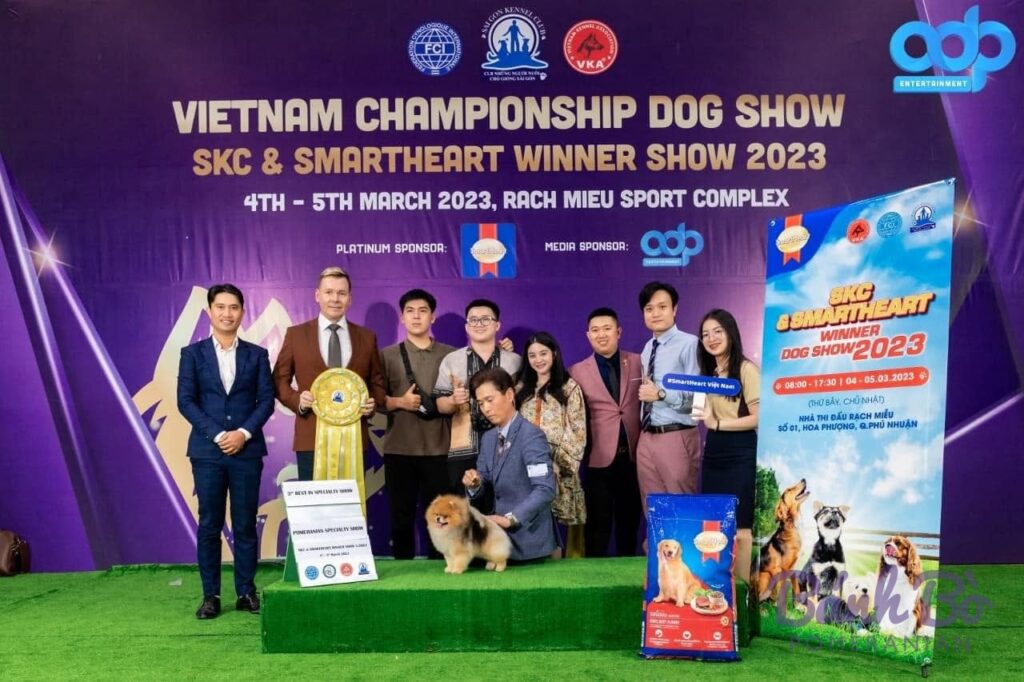 Đực giống Pomeranian màu cam sable Mr. Shenlong đứng trên sân cỏ tại giải vô địch chó năm 2023