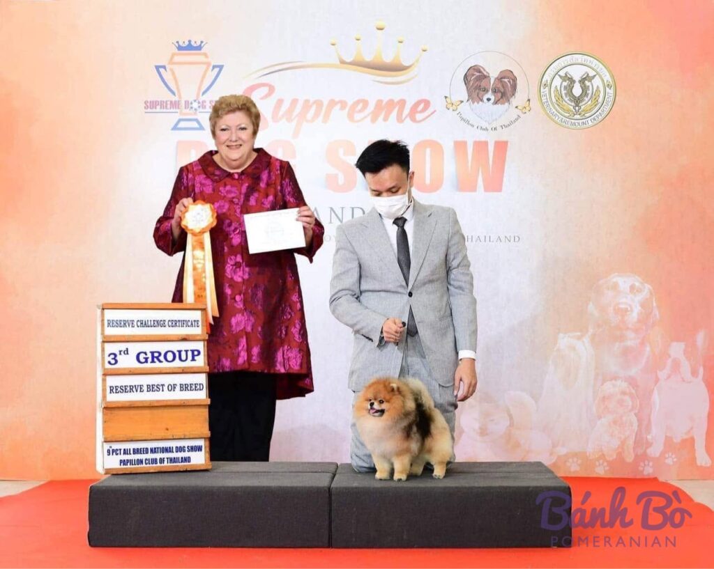 CAN CHU TRAI DUYET. Đực giống Pomeranian màu cam sable đứng trên sân khấu tại cuộc thi chó toàn giống quốc gia.