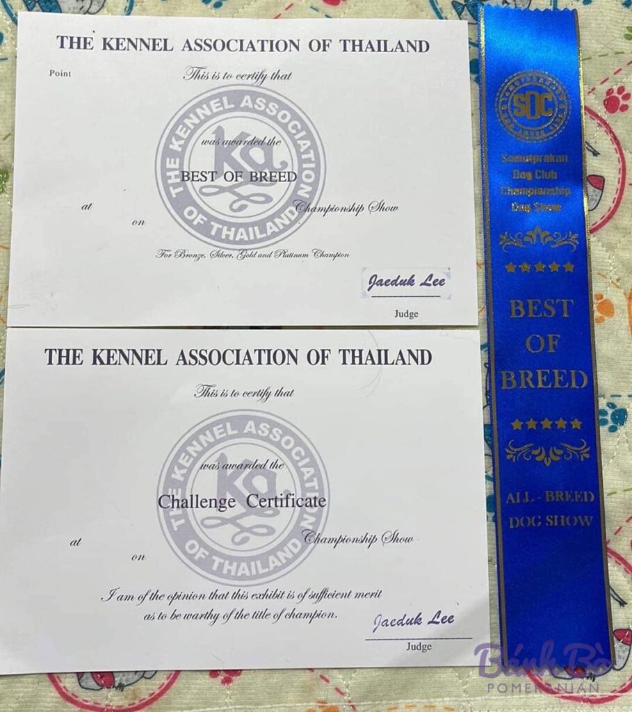 Giấy chứng nhận Best of Breed và Challenge Certificate từ Kennel Association of Thailand, kèm dải ribbon xanh ghi Best of
