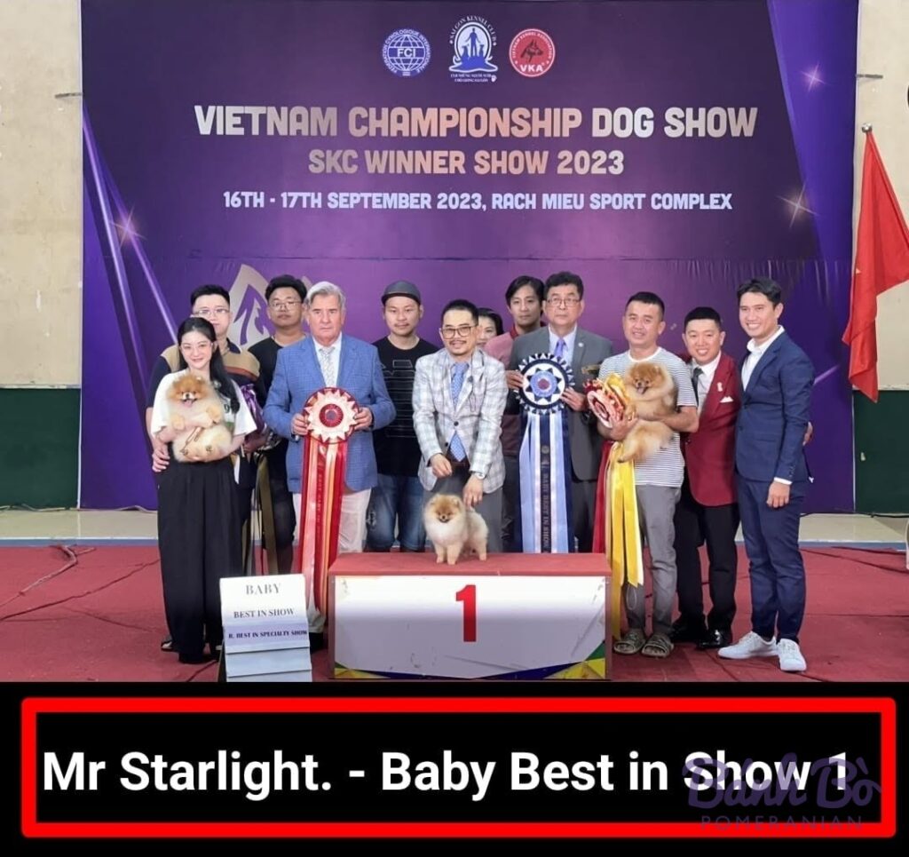 CAN CHU TRAI DUYET. Chó phốc sóc Pomeranian lông cam đứng trên bục vô địch tại giải Vietnam Championship Dog Show 2023.