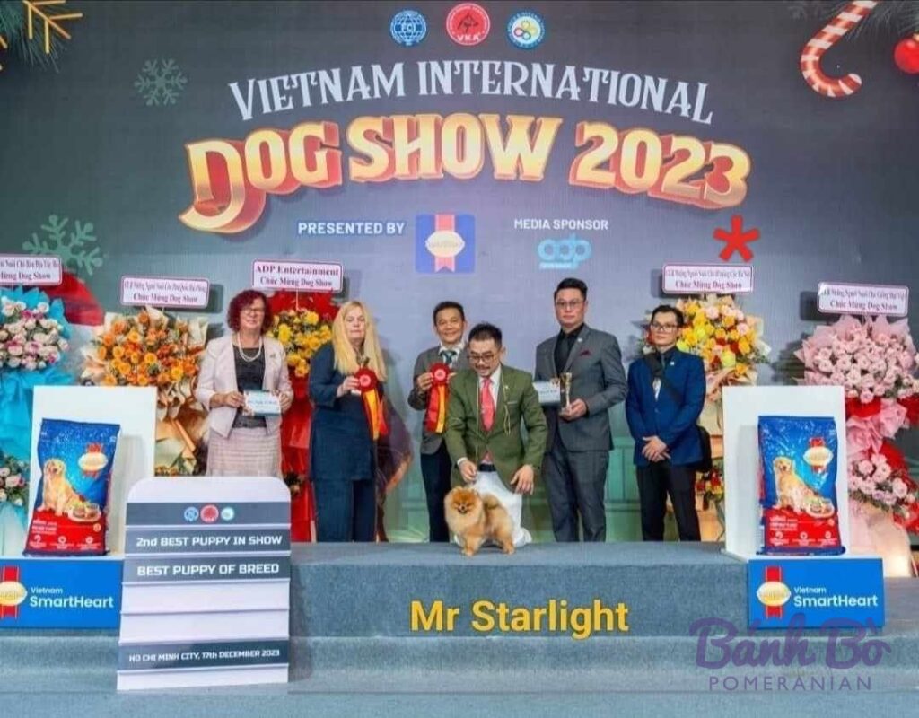 Đực giống Pomeranian Mr Starlight lông cam đứng trên bục trao giải tại Vietnam International Dog Show 2023