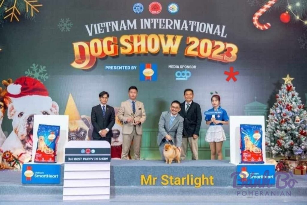 Đực giống phốc sóc Mr Star tại trại Bánh Bò Pom