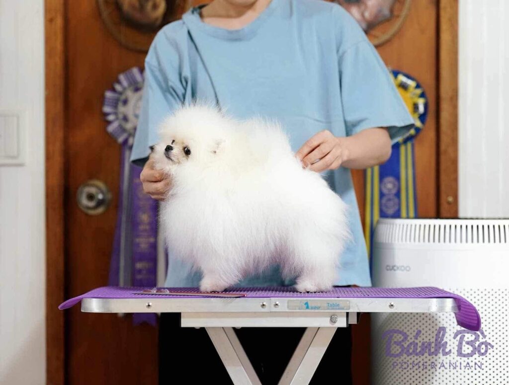 Chó phốc sóc Pomeranian Mr Bora lông trắng đứng trên bàn cân tại triển lãm