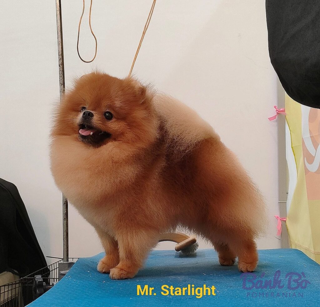 Đực giống phốc sóc Mr. Starlight lông cam đứng trên sân khấu xanh, miệng hơi mở