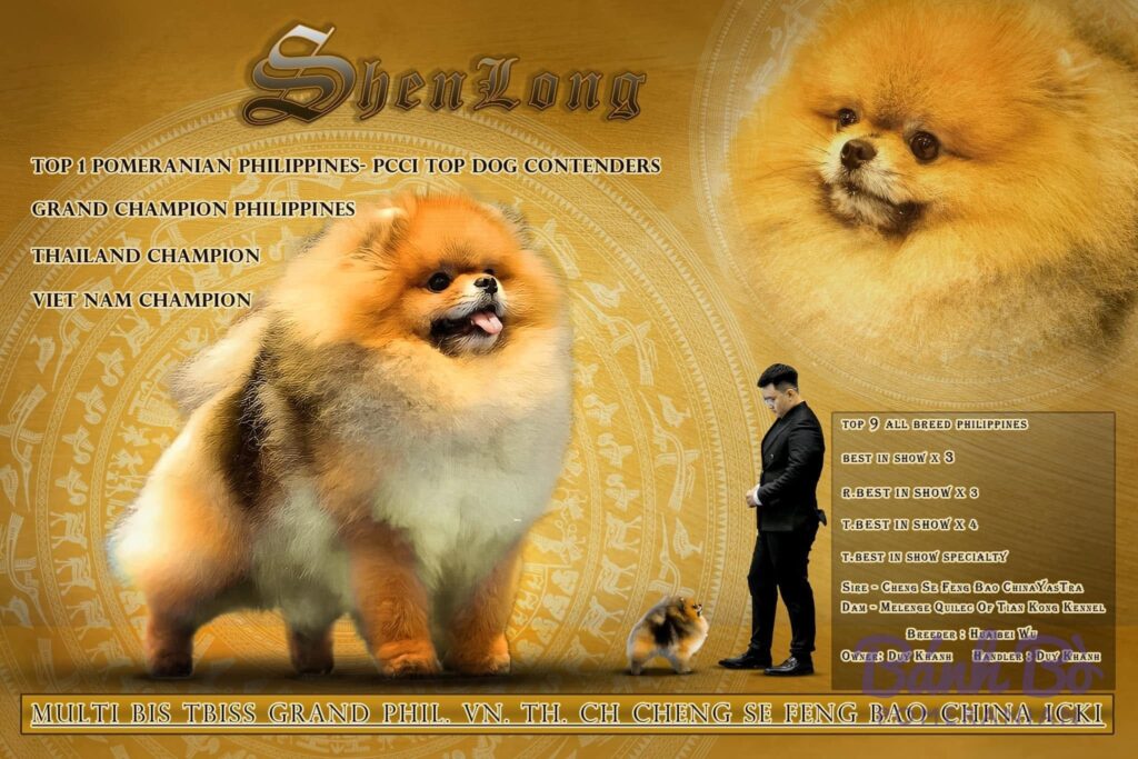 Đực giống phốc sóc Pomeranian Mr. Shenlong lông cam sáng đứng trên nền vàng trang trí, có chữ khác xung quanh và hình ảnh so