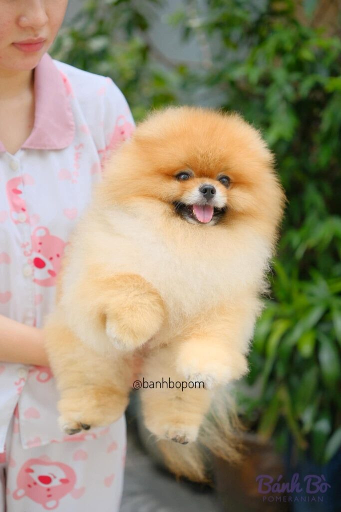 Chó Pomeranian lông cam Mr Binz đứng ngoài vườn có cây xanh phía sau