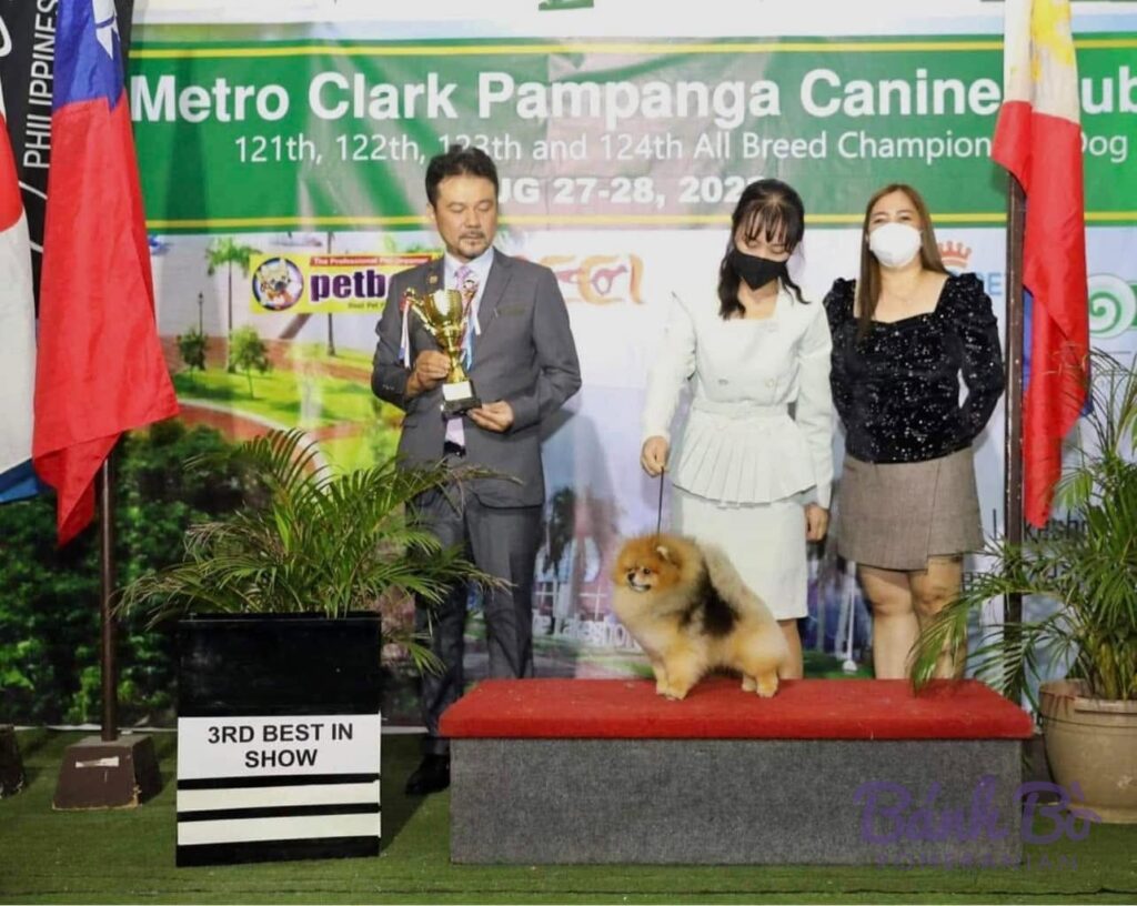 CAN CHU TRAI DUYET. Đực giống Pomeranian màu orange sable đứng trên ghế đỏ tại sân khấu giải đấu chó.