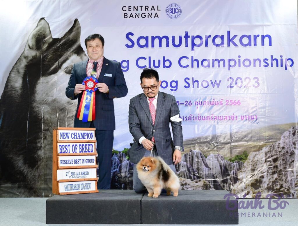 CAN CHU TRAI DUYET. Chó phốc sóc Pomeranian màu cam sable đứng trên sân khấu tại cuộc thi dog show năm 2023.