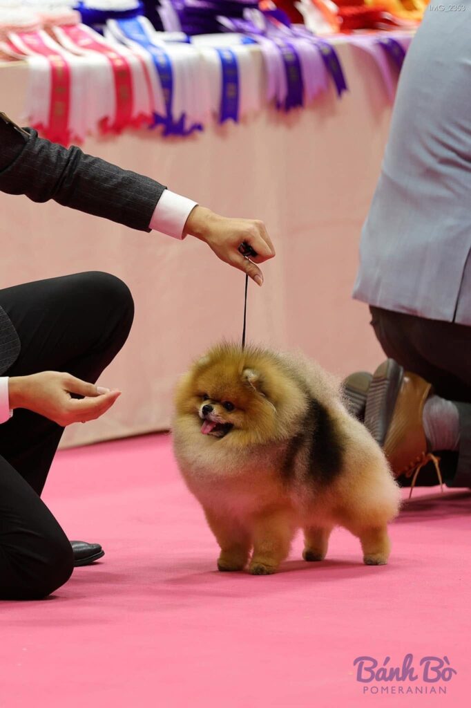 CAN CHU TRAI DUYET. Đực giống phốc sóc Pomeranian Mr. Shenlong màu cam sable đứng trên sân khấu màu hồng tại triển lãm chó.