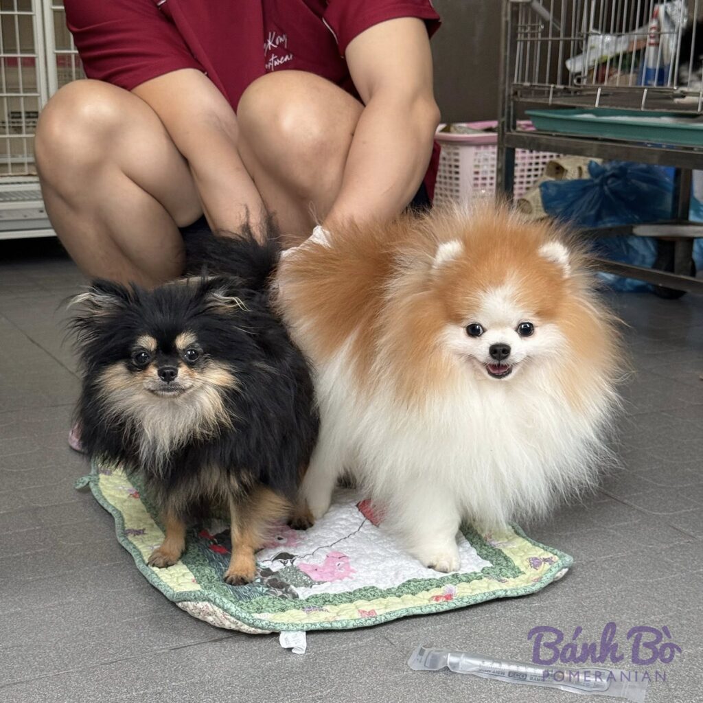 CAN CHU TRAI DUYET. Đực giống phốc sóc Pomeranian màu kem trắng đứng cạnh chó phốc sóc màu đen trắng trên tấm thảm hoa.