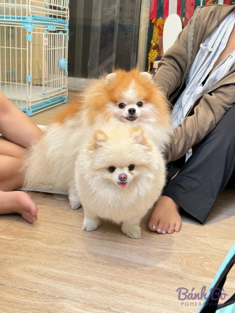 CAN CHU TRAI DUYET. Phốc sóc Pomeranian màu cam trắng đứng cạnh chú chó phốc sóc màu trắng, bối cảnh trong nhà có lồng chim