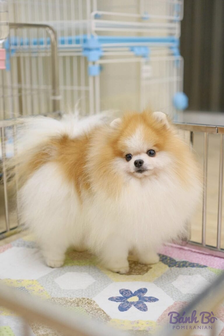 Đực giống phốc sóc Pomeranian Mr Peanut lông màu kem trắng đứng trong chuồng nuôi