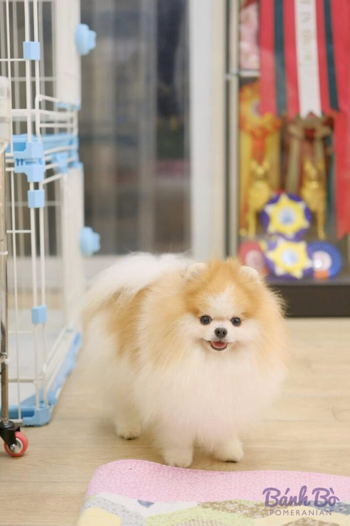 Đực giống phốc sóc Pomeranian Mr Peanut lông kem trắng đứng trên sàn nhà, nền phòng khám thú y