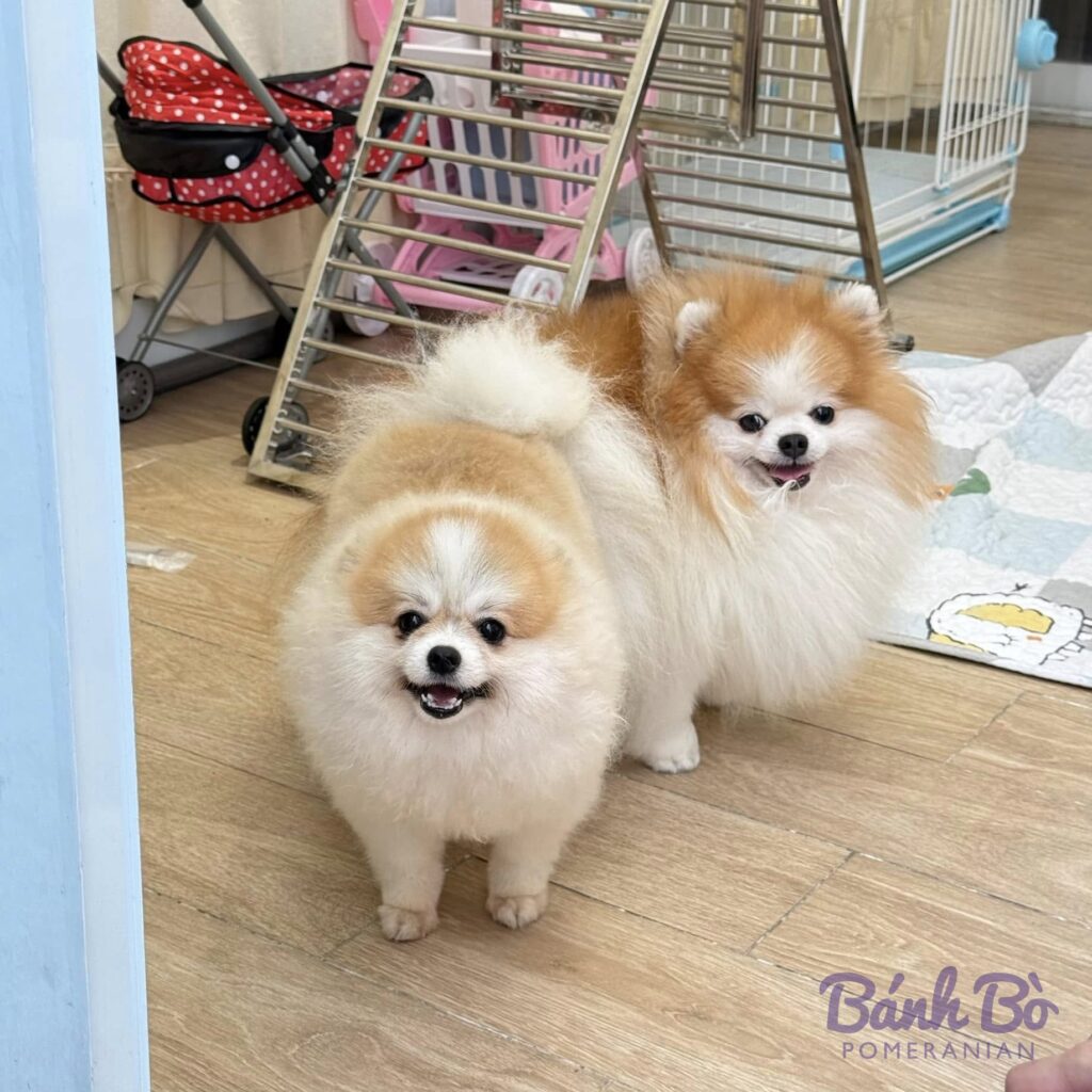 Đực giống phốc sóc Pomeranian Mr Peanut lông kem trắng đứng cạnh một chú chó phốc sóc lông trắng nâu trong nhà.