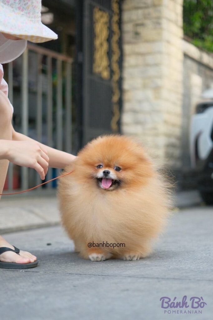 Đực giống phốc sóc Mr Binz lông cam đứng trên đường phố, mím cười vui vẻ