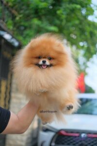 Đực giống phốc sóc Mr Binz tại trại Bánh Bò Pom