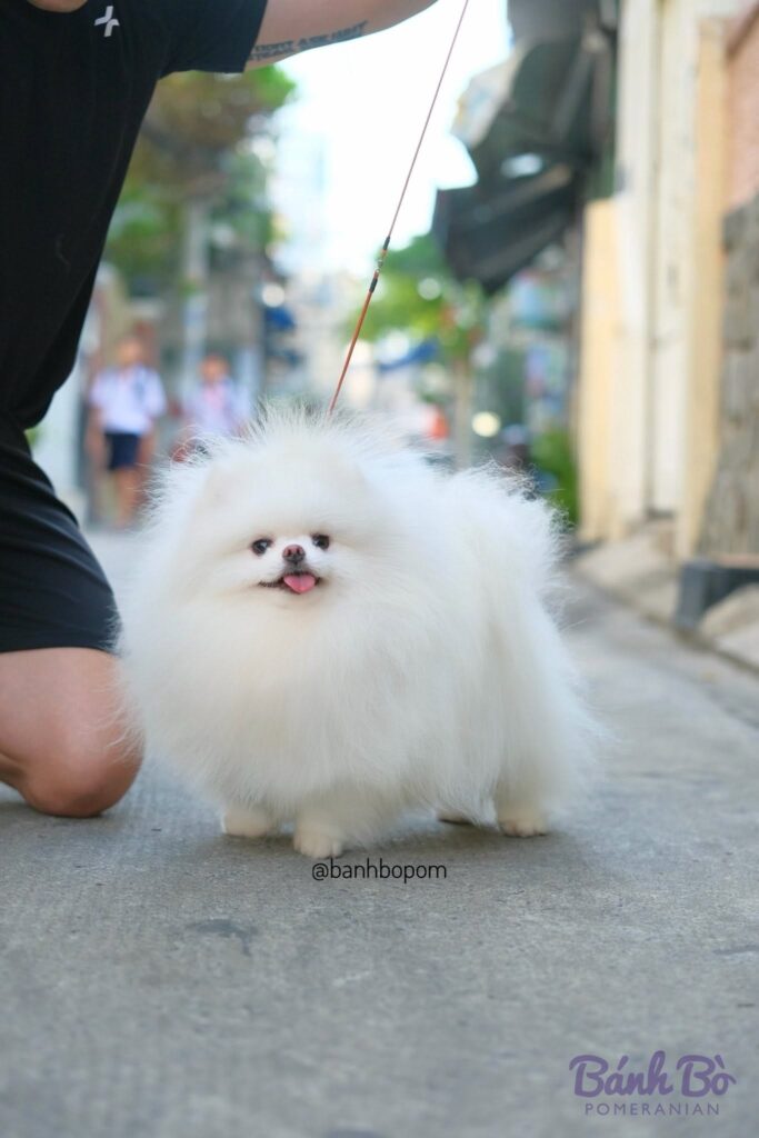 Đực giống phốc sóc Mr. Tiểu Long Bao lông trắng tinh đứng trên đường phố, được dắt bằng dây, lưỡi hơi thè ra