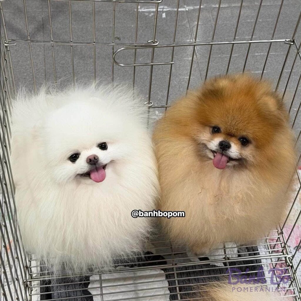 Đực giống phốc sóc Mr. Tiểu Long Bao lông trắng tinh và một chú phốc sóc lông nâu đứng trong lồng, cả hai há miệng cười vui
