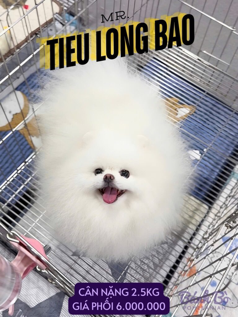 Đực giống phốc sóc Mr. Tiểu Long Bao lông trắng tinh nằm trong chuồng, lưỡi tqlm ra