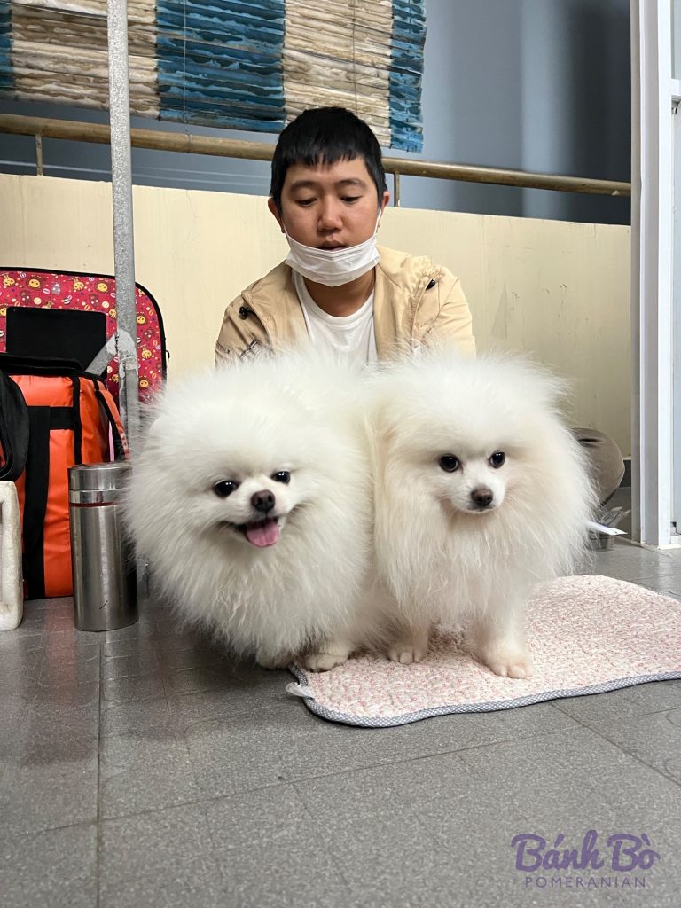 Hai bé phốc sóc trắng tại trại phối giống Bánh Bò Pomeranian