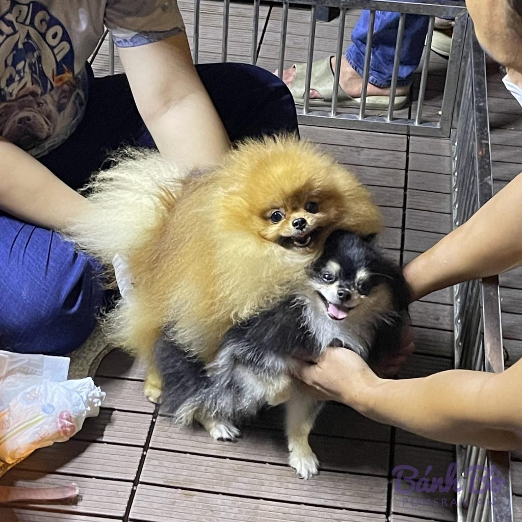 Cặp phốc sóc màu vàng và màu đen trong buổi phối giống