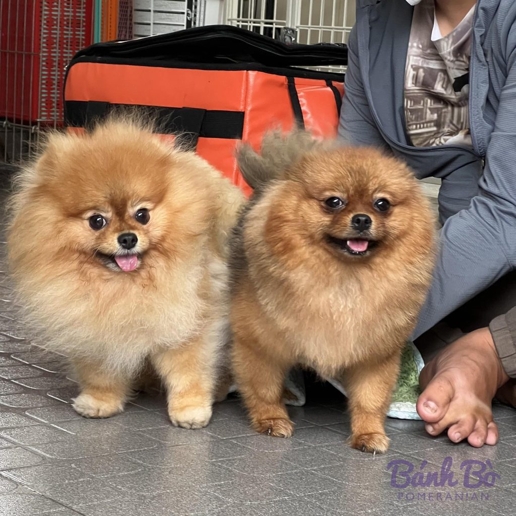 Cặp phốc sóc lông cam tại trại phối giống Bánh Bò Pomeranian